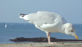 Une mouette fait le printemps, Jade, 95 rue ordener 